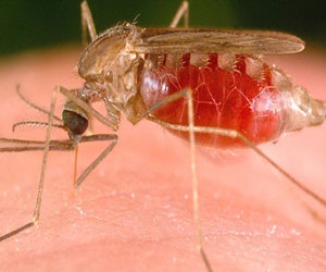 مصر اليوم - روسيا تحتفل بـ بعوضها في مهرجان يتبارى