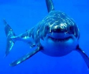 مصر اليوم - اصطياد أكبر سمكة قرش قبالة ساحل كاليفورنيا