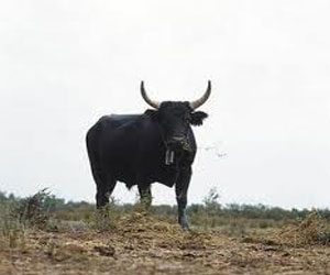 مصر اليوم - الشرطة البريطانية تطارد ثورًا لمدة 90 دقيقة في الشوارع