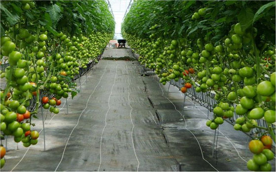   مصر اليوم - غزة تنجح في زراعة الأفوكادو للمرة الأولى وتوقعات بإنتاج ألف طن تفاح سنويًا