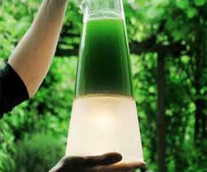 مصر اليوم - مصر: إنتاج أنواع متعددة من الوقود الحيوى من الطحالب