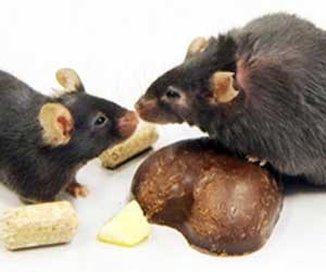 مصر اليوم - سم فئران على رفوف ليدل الغذائية في ألمانيا