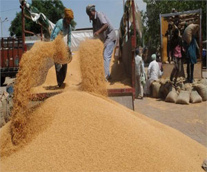   مصر اليوم - إيران مشتريات قمح لتفادي اضطرابات