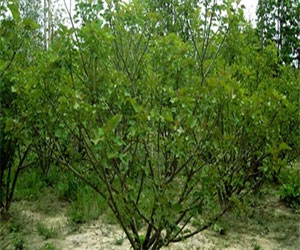 مصر اليوم - الخرطوم تدعو لزراعة ملايين الأشجار