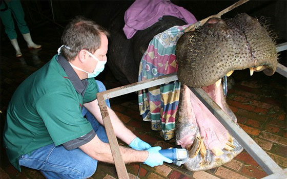   مصر اليوم - طبيب أسنان يجري جراحة لفيل يتجاوز وزنه ستة أطنان‏