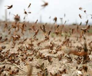 مصر اليوم - وصول سرب كبير من الجراد إلي اليمن قادمًا من السعودية