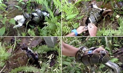 مصر اليوم - شاب أميركي ينقذ قطة من قبضة وأنياب حية البوا