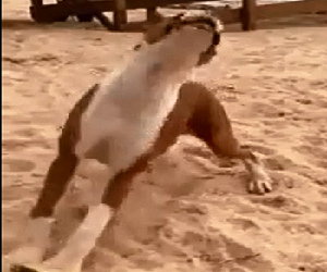 مصر اليوم - طعم الليمون يصيب كلبًا بحالة بالجنون