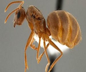 مصر اليوم - النمل يهاجم أميركا ويأكل المحمول والتابلتس