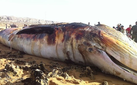   مصر اليوم - مناصرو البيئة في المغرب يحتجون على دفنعشوائي لحوت ضخم