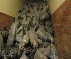   مصر اليوم - ضبط 250 جرامًا من الحشيش و130 قرصًا مخدرًا في البحر الأحمر