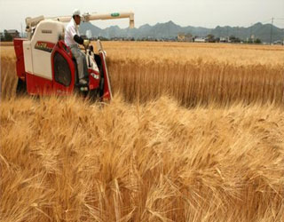   مصر اليوم - الأردن يشتري 100 ألف طن من القمح