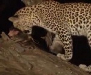 مصر اليوم - فهد ينقض على أنثى قرد ويرق لحال وليدها ويحميه