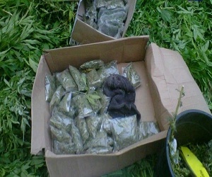   مصر اليوم - ضبط كميات من مادة الماريغونا المخدرة في الأردن