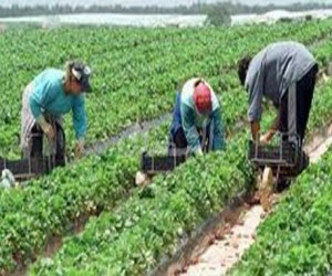   مصر اليوم - تطور الاستثمارات الفلاحية في تونس