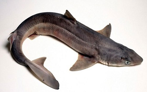 مصر اليوم - قطرات عين جديدة تساعد على منع الإصابة بالعمى