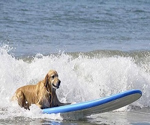 مصر اليوم - فندق ترفيهي للعناية بالكلاب بـ 47 ألف إسترليني