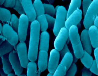 مصر اليوم - مكملات البروبيوتيك تعزز فيتامين د