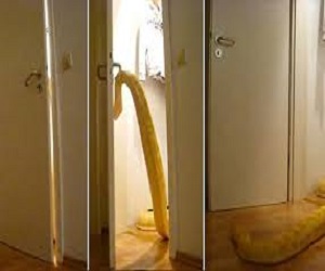 مصر اليوم - حية عملاقة تفتح أبواب المنزل المغلقة