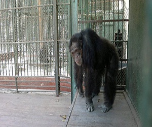 مصر اليوم - قردتين ترفضان الزواج من شمبانزي مصري