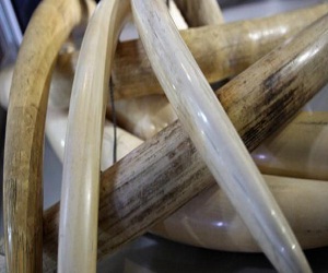   مصر اليوم - الفلبين تدمر عاجًا بقيمة 10 مليون دولار