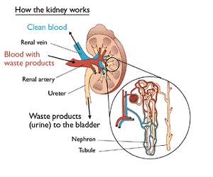   مصر اليوم - وظائف الكلى في جسم الإنسان الطبيعي
