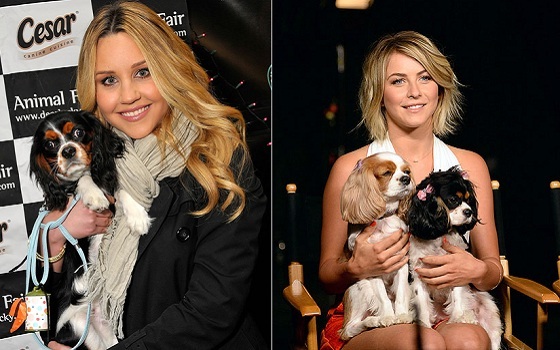   مصر اليوم - نجوم لا تكتمل إطالتهم إلا بحضور الكلاب