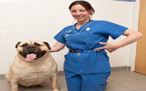 مصر اليوم - كلبة في حجم سيدة متوسطة وتعاني من السمنة