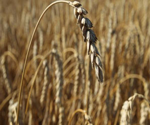   مصر اليوم - مصر تشتري 3.7 مليون طن القمح