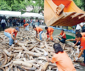 مصر اليوم - تدمير 5 أطنان من العاج في الفيليبين للمرة الأولى في آسيا