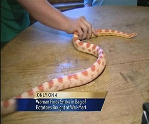 مصر اليوم - أميركية تعثر على ثعبان في كيس بطاطس