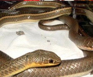 مصر اليوم - الثعابين تهاجم مدينة نويبع وحالة من الهلع بين الأهالي