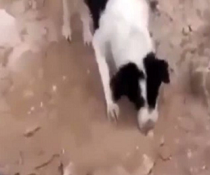 مصر اليوم - كلبٌ يدفن جروًا في التراب بعدما اكتشف جثته