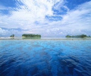 مصر اليوم - طائر حمام مغامر ضلّ طريقه فعبر المحيط الهادئ