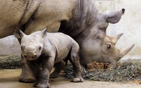 مصر اليوم - دراسة تحذر من مخاطر انقراض الحيوانات بسبب زيادة أعداد البشر