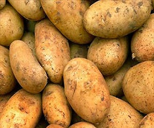   مصر اليوم - الأردن يستورد البطاطا التصنيعية من فلسطين