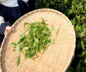   مصر اليوم - العقاقير النباتية تعيق نجاح علاج السرطان