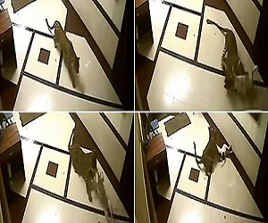 مصر اليوم - فهد هندي يقتل كلبًا منزليًا