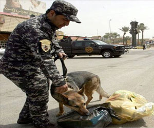 مصر اليوم - شرطة الأنبار تستعين بالكلاب البوليسية في عمليات التفتيش