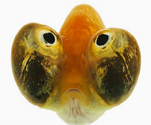 مصر اليوم - سمكة العين الذهبية شكل مرعب ولكن أليف