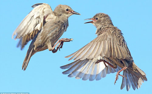 مصر اليوم - معركة بين اثنين من الزرزور فى صراع على لقمة العيش