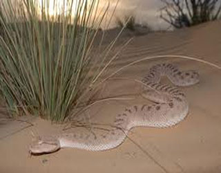   مصر اليوم - المغرب تحقق في ظهور ثعبان شبيه بالبشر