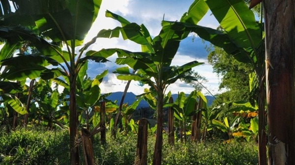 مصر اليوم - صنع البلاستيك من قشور الموز