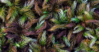 مصر اليوم - طحالب مختلفة تصنع لوحات فنية على الأشجار