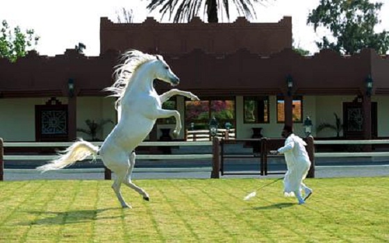 مصر اليوم - حظائر بوزنيقة تُشكل عصب إنتاج المغرب من الخيول الأصيلة و الفوز بالجوائز