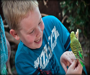 مصر اليوم - تغريد الطيور يساعد في فهم تعلم الأطفال للكلام