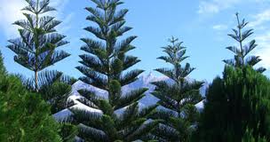 مصر اليوم - ثلث صنوبر العالم عرضة للانقراض