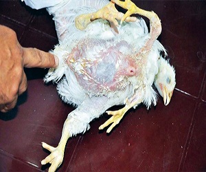 مصر اليوم - اكتشاف طائر بـ4 أرجل وقلبين في العراق