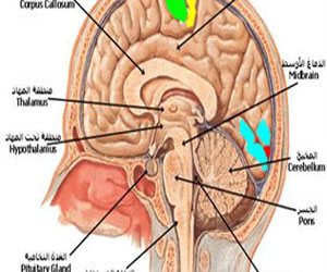 مصر اليوم - علماء: أطلس ثلاثي الأبعاد للمخ أكثر تفصيلًا