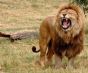 مصر اليوم - أسد يهاجم كندية كانت تقدم الطعام اليه